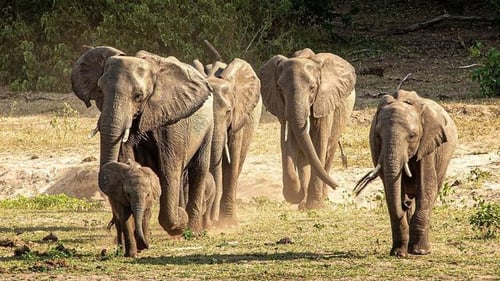 itinerary_mobi_chobe-full-day