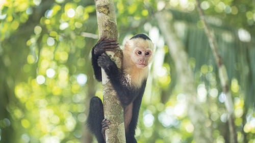 itinerary_mobi_2Costa-Rica-Manuel-Antonio-National-Park-White-Faced-Monkey