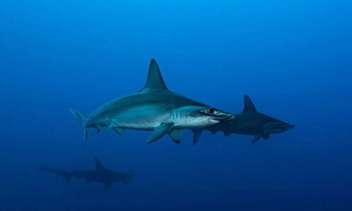 1_fundiving-ext