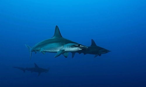 1_fundiving-ext