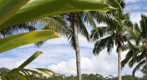 11_Fiji_Pacific_Harbour