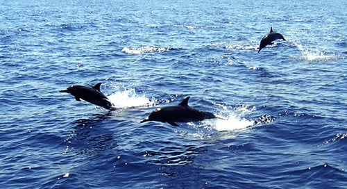 10_Honduras_Utila