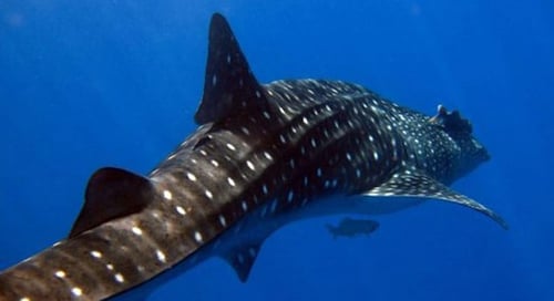 12_Honduras_Utila