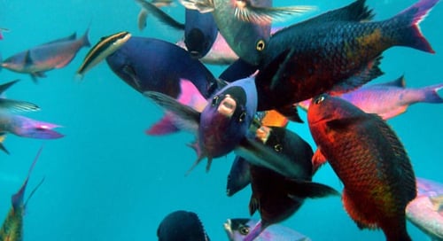 11_Honduras_Utila