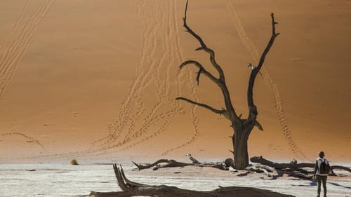 itinerary_mobi_Namibia_Sesriem_Sossusvlei_Namib_Desert_Deadvlei_Acadia_Tree_Female_Traveller_-_Oana_Dragan_2017_0M4A1301_Lg_RGB