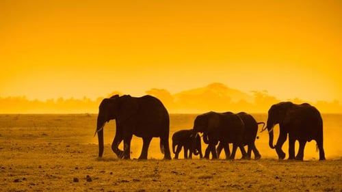 itinerary_mobi_2Kenya-Amboselli-Elephant-Sunset-IS-10425192-Lg-RGB