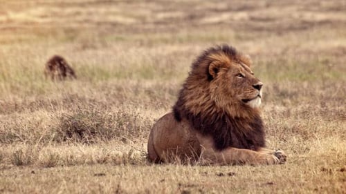 itinerary_mobi_2Tanzania-Ngorongoro-Crater-Lions-Leo-Tamburri-2011-IGP7645-Processed-Lg-RGB