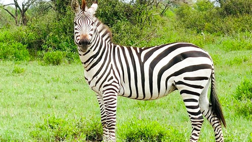 highline_wildlife_1