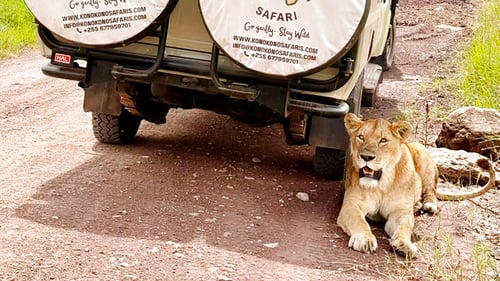 highline_safari_3