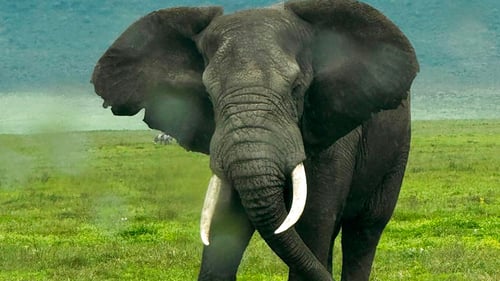 highline_wildlife_3