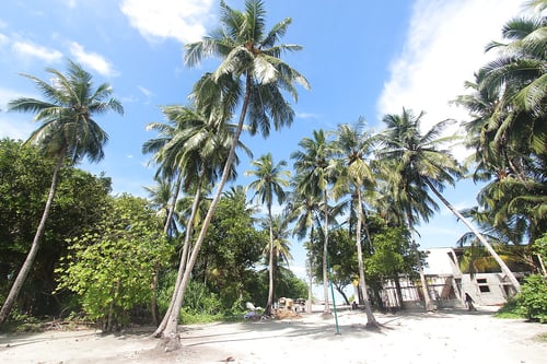 mathiveri_palms