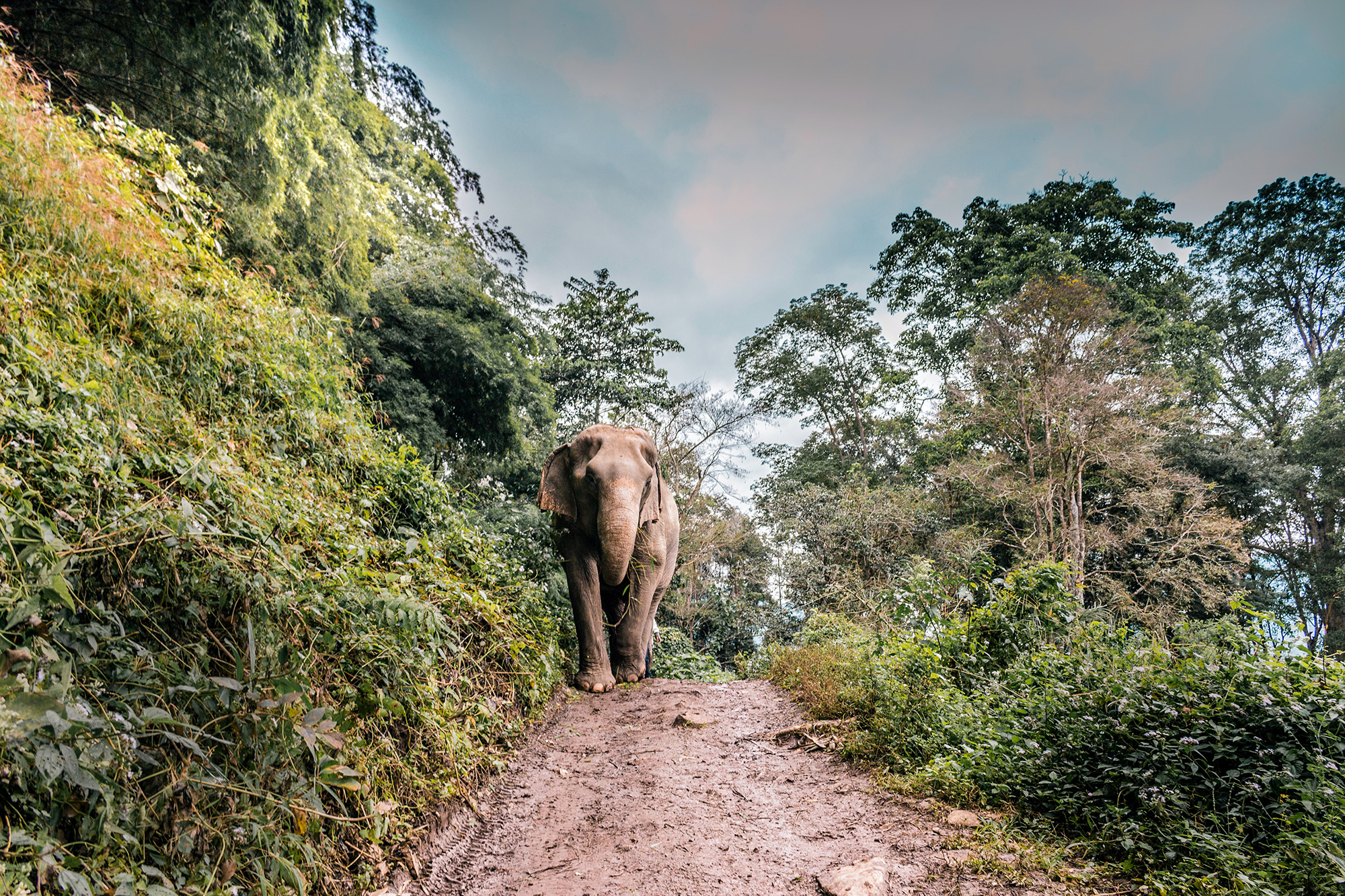 Chiang Mai Elephant Thailand