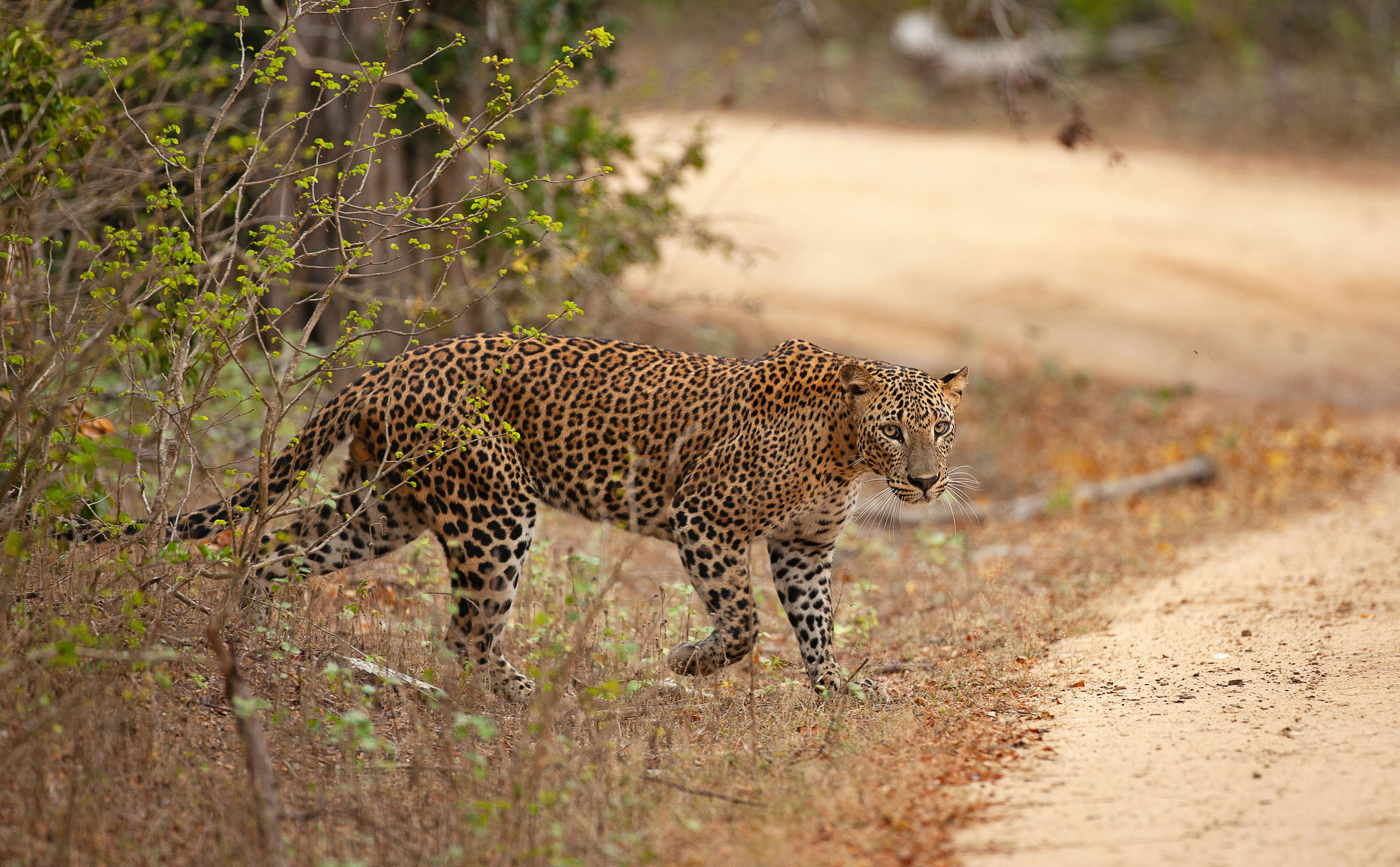 Luipaard tijdens een safari in Sri Lanka