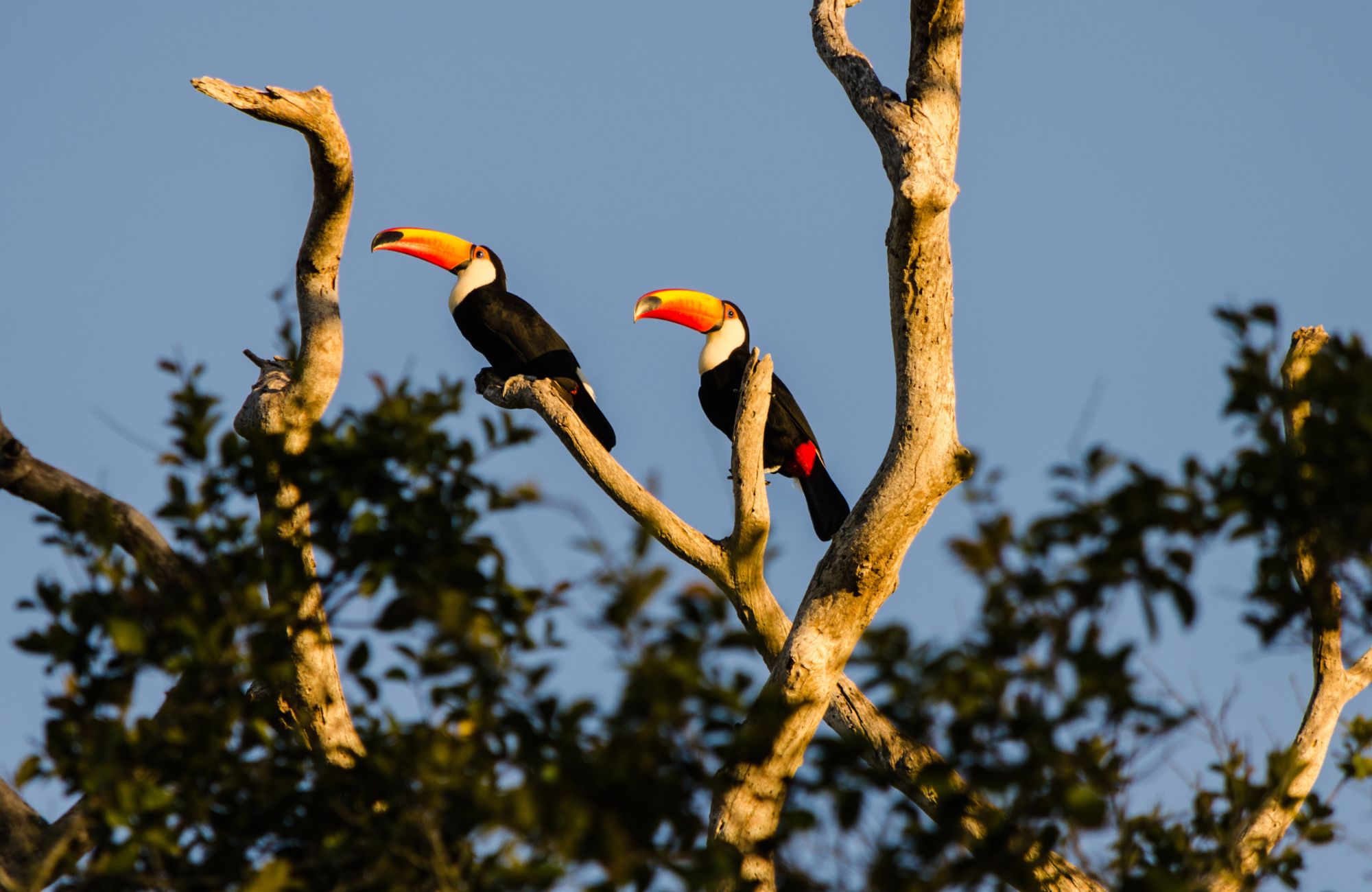 Brazil Pantanal Birds In Tree
