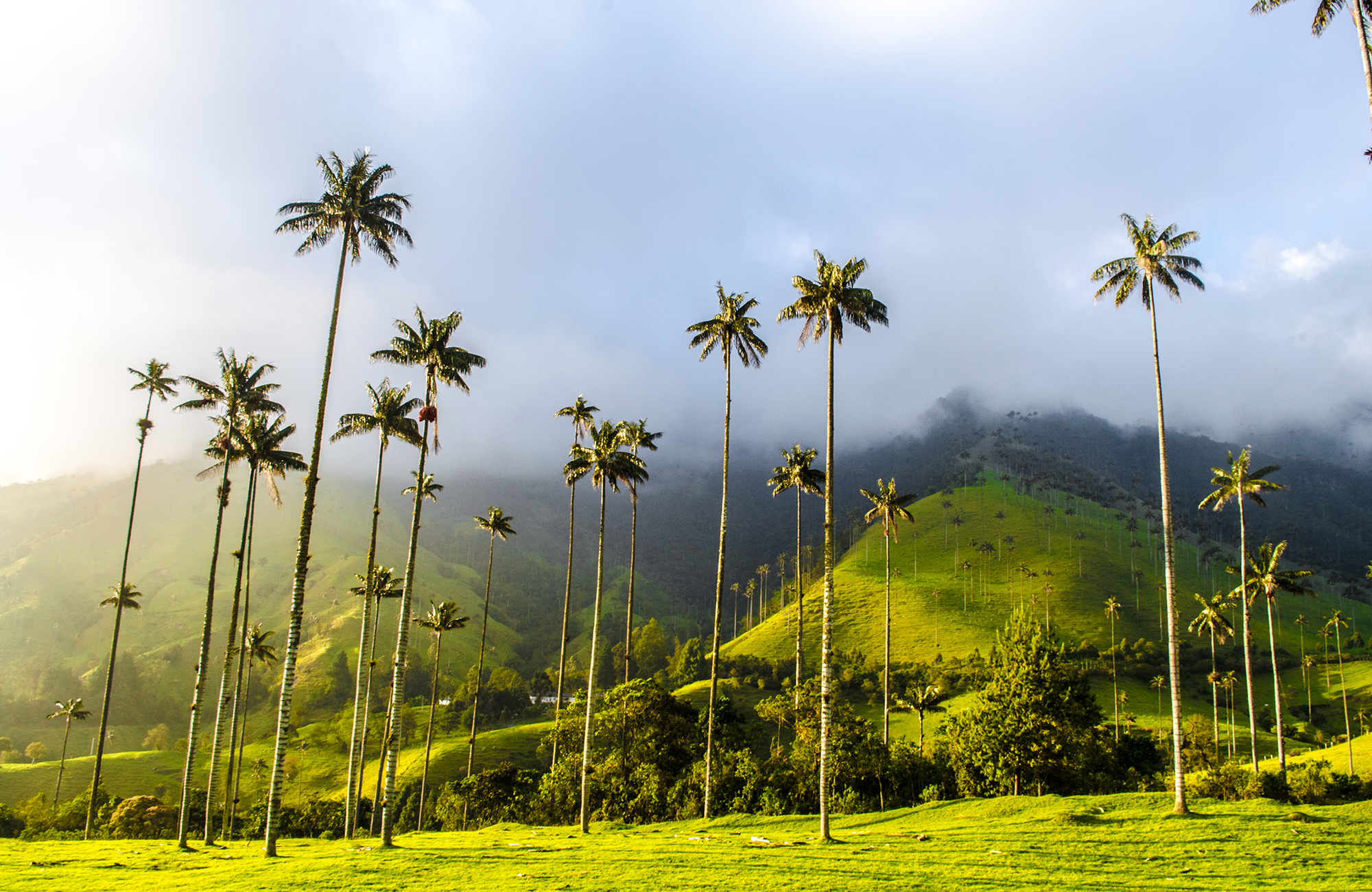 Colombia Valle De Cocora