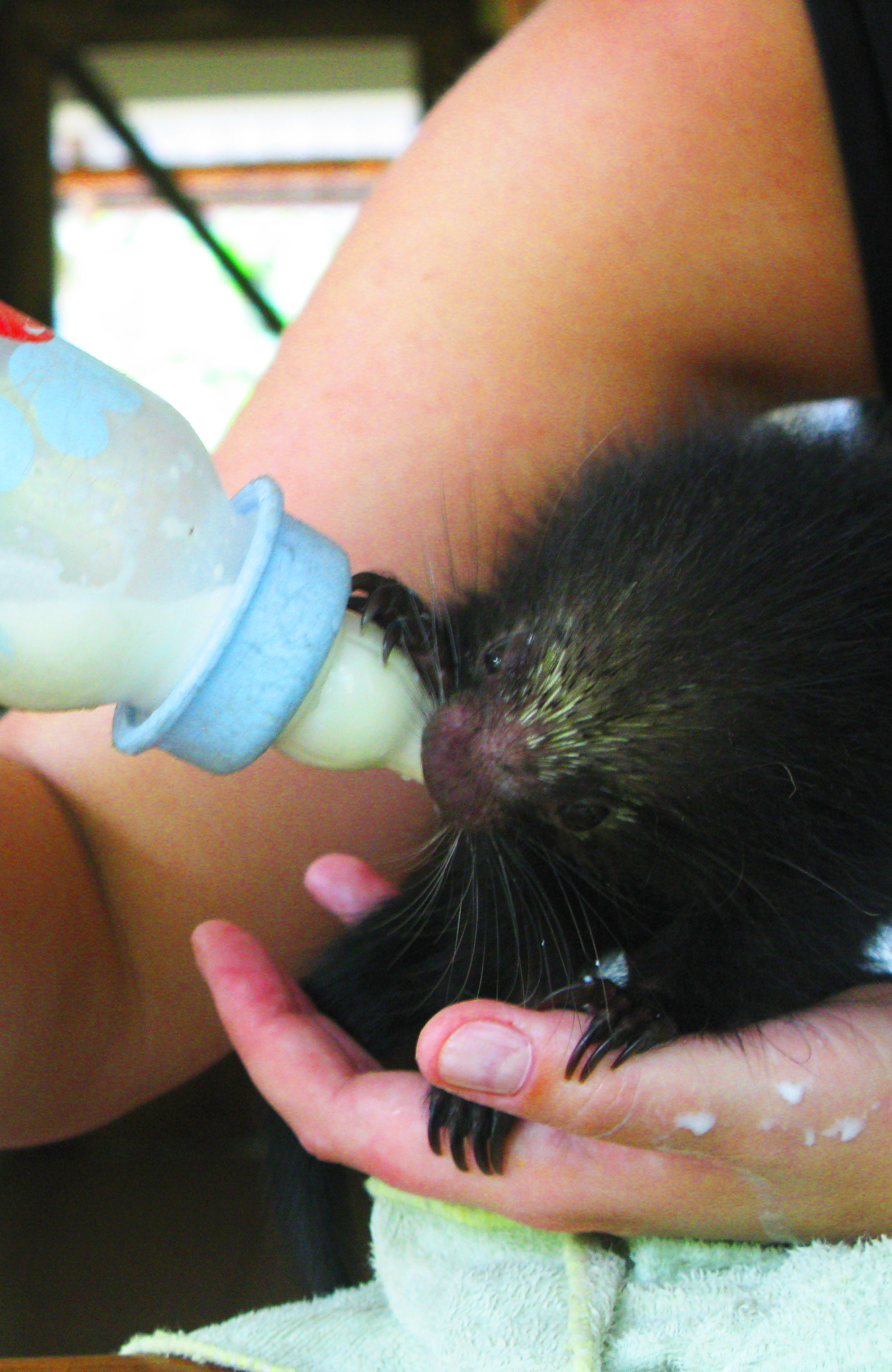 Vrijwilligerswerk in Costa Rica | Vrijwilligerswerk met dieren | KILROY